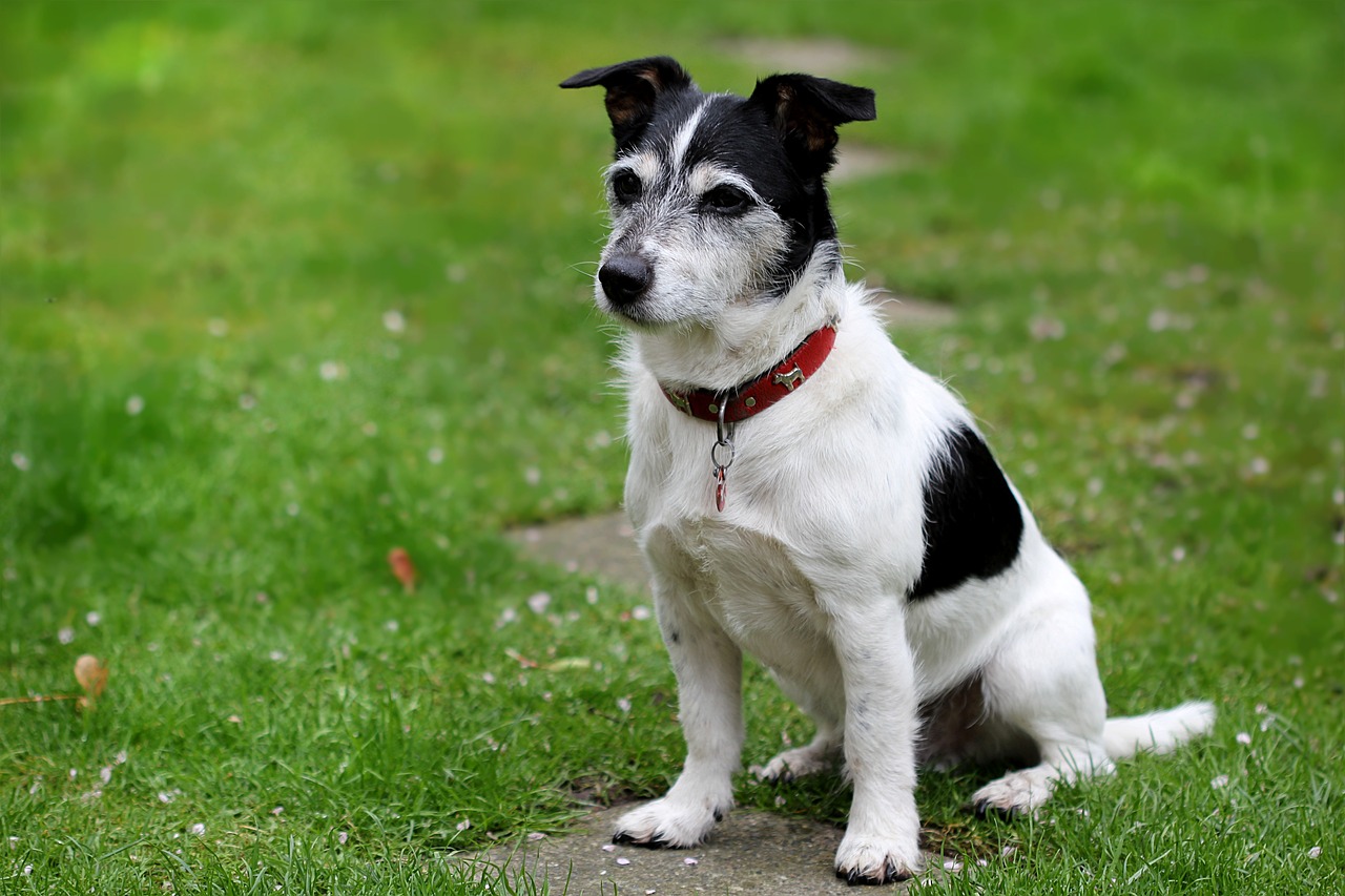 a Jack Russell Terrier sitting in a field